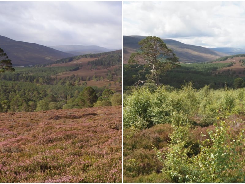 A lone granny pine still stands in the 'Mar Forest' area of the estate today. These two pictures show what the site looked like in 2011 compared to today. The estate is home to many granny pines, but the oldest is a 544-year-old pine tree which the team calls a great-granny pine. Dating back to 1477, it is one of the oldest known Scots pine trees in Scotland.