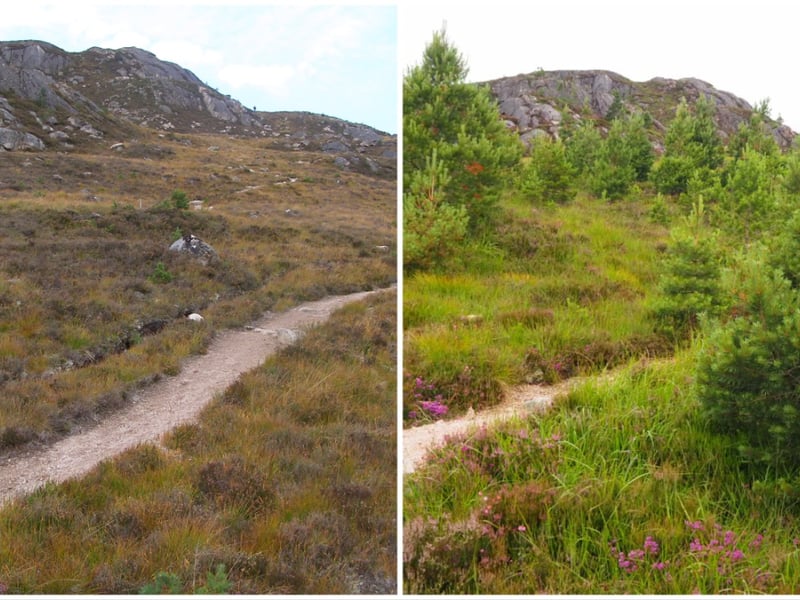 West Derry at Mar Lodge Estate in 2011 on the left, compared with how the area looks now in 2024. Ms Rao said the reduction in deer numbers has meant that trees have been able to grow on the land whether through planting or natural regeneration. 