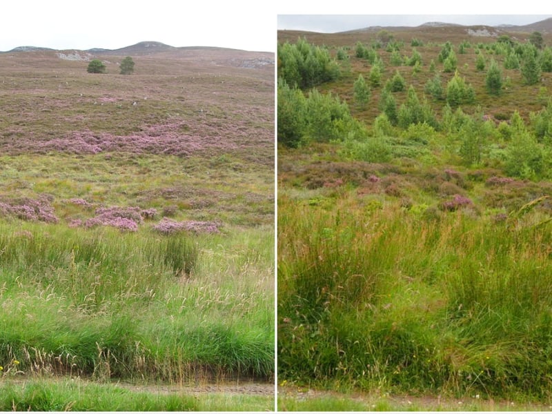 East Quoich from 2011 compared to what it looks like today with significantly more tree cover. Ms Rao said what is exciting for the estate is the appearance of juniper, willow, dwarf birch and other species at higher altitudes, indicating the potential for treeline woodlands, a habitat she said is currently almost completely missing from Scotland. 