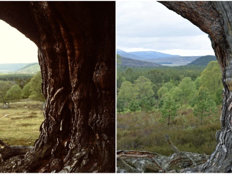 The first photo was taken by land manager and conservationist Dick Balharry which shows the Mar Forest area from behind a large tree 1994. The second was taken in 2019 to compare the same view more than two decades later.