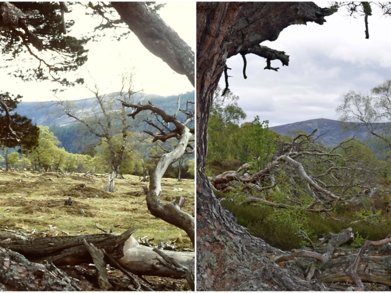 Another photo comparison with the first photo taken by the late Mr Balharry in 1994 and the second a retake of the view in 2019 to show the changes.
