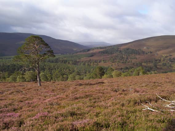 Since 1995, the landscape has undergone significant changes, with ownership shifting conservation efforts for a sporting estate to conservation work for trees and forested areas by reducing deer numbers.