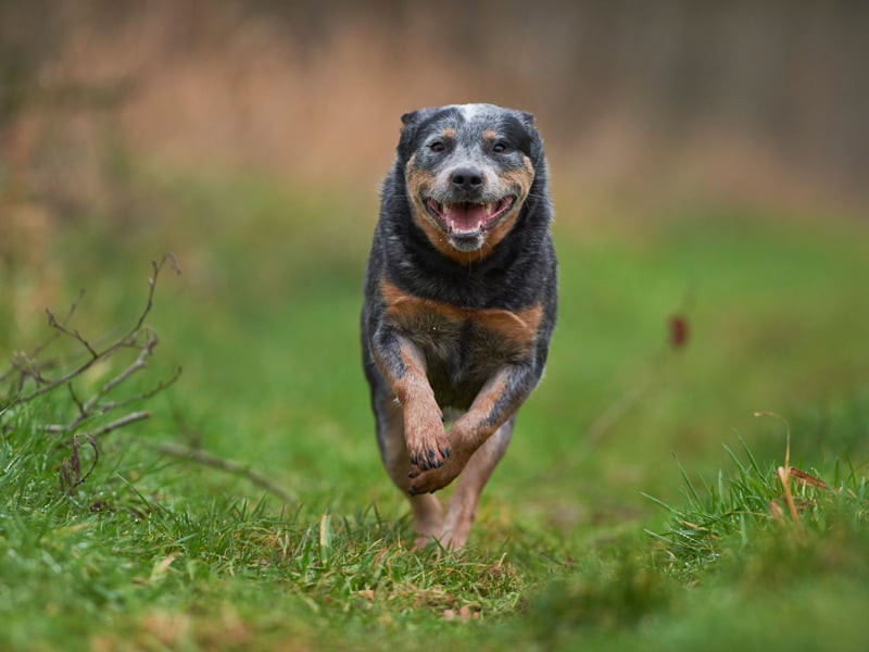A relatively rare breed in Britain an Australian Cattle Dog called Bluey made it into The Guiness Book of Records as the world's oldest dog. He reached the amazing age of 29. While longevity and health don't always go hand-in-hand, the breed are known to stay fairly fit until a ripe old age.