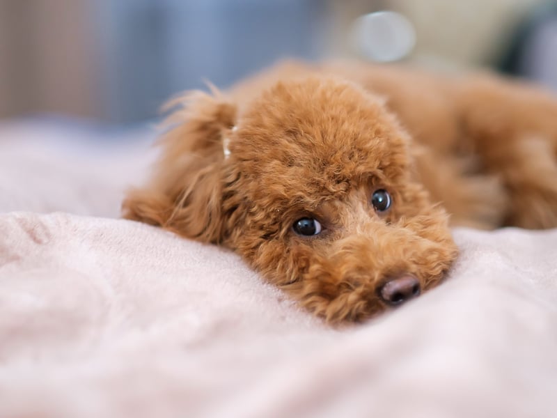 No matter which size of Poodle you go for - Standard, Miniature or Toy - these immaculate dogs tend to stay in good health, with a lifespans of up to 18 years. Only older dogs tend to develop the joint and eye issues common to the breed.