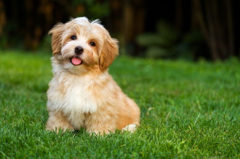 Hailing from the capital city of the Carribean island of Cuba, like many small dogs the Havanese has more chance of developing liver and kidney disease than their larger cousins. Otherwise these loving characters can be expected to remain healthy for most of their lives.