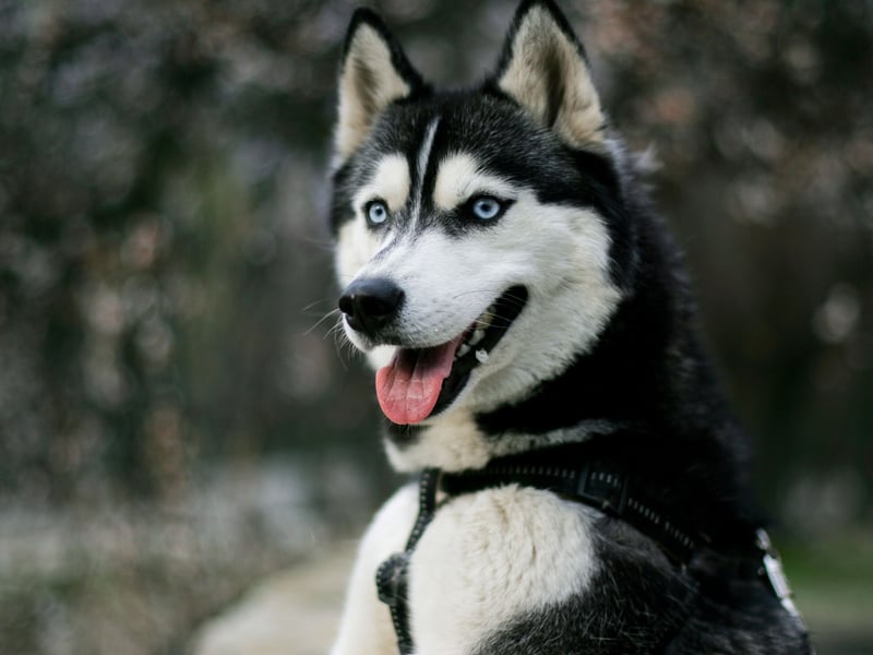 Given they've been bred to pull sleds over long distances in sub-zero conditions, it's perhaps not surprising that a Siberian Husky will tend to remain healthy as a family pet. While some individual animals will suffer from eye and hip issues, they are unusual early in life.