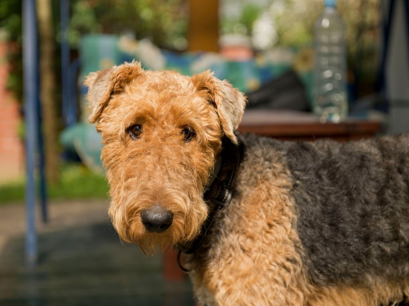Also known as the Bingley Terrier, the King of Terriers or the Waterside Terrier, the Airedale Terrier is a breed that was first bred in the West Riding of Yorkshire. It's a dog a relatively low number of health concerns, with cancer being the leading cause of death.