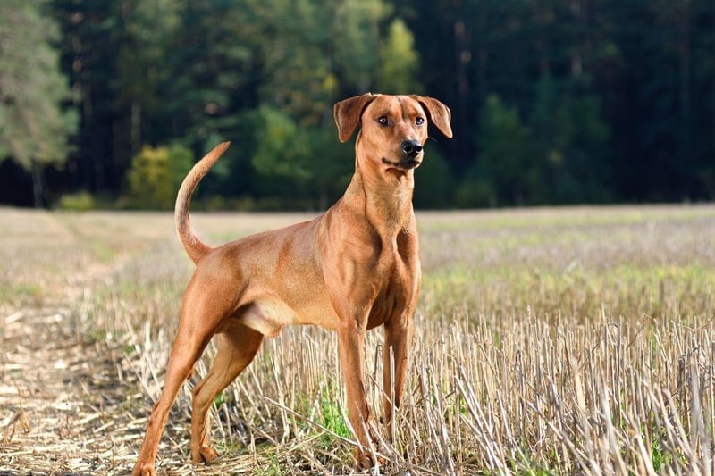 The German Pinscher is not known for any particular breed-specific health conditions, other than the usual eye and hip complaints later in life. Regular excercise and proper care should lead to a long and healthy doggy life for these born entertainers.
