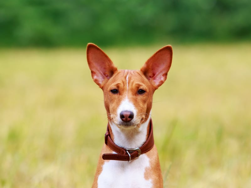 A breed of Central African origin, the Basenji is famous for being a dog that doesn't bark - it makes a slightly odd yodelling noise instead. Bred to hunt prey, as long as they get enough exercise they have no real predisposition to developing any health problems.