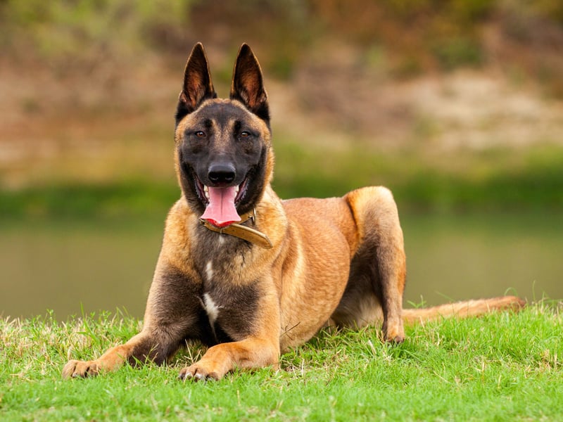 Bred as herding dogs, the Belgian Malinois is a close cousin of the more popualr German Shepherd. Like many working dog breeds they are naturally intelligent, very hardy and tend to stay healthy. The one condition they are predisposed to is cataracts.