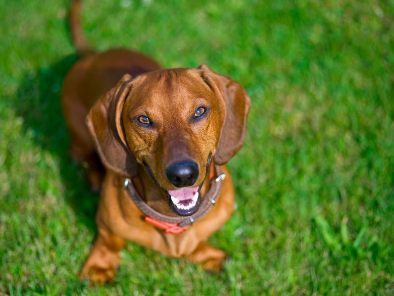 Snoop is another name people love for their adorable sausage dogs. Whether it's because of cartoon dog Snoopy, or rapper Snoop Dogg, it's an adorable name. 