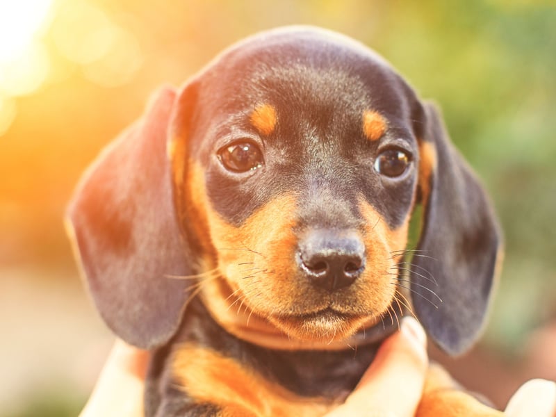 There are no shortage of Dachshunds called Peggy, according to the research. The name means 'pearl' so is perfect for these precious pups.