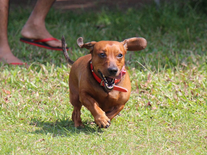 Coco is one of the most popular name for dogs of all breeds - and the same is true for Dachshunds.