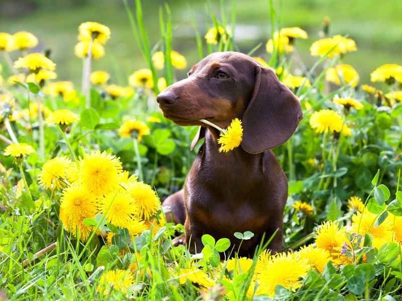 Completing the top five Dachshund names is Minnie. It's a Hebrew name meaning 'wished-for child'.