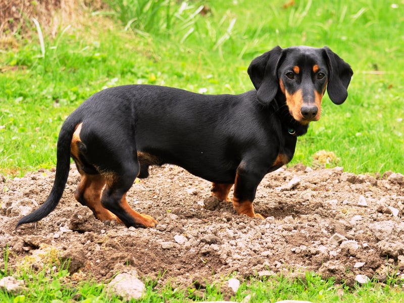 One of the more unusual, yet still popular, names for Dachshunds is Fudge. It's presumably inspired by the beautiful colour of the dog's coat.