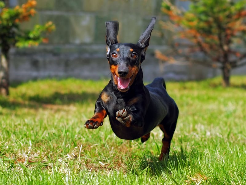 Completing the top ten most popular sausage dog names is another unusual one - Sizzle. It's maybe because these cute and long canines look like hot dogs. 
