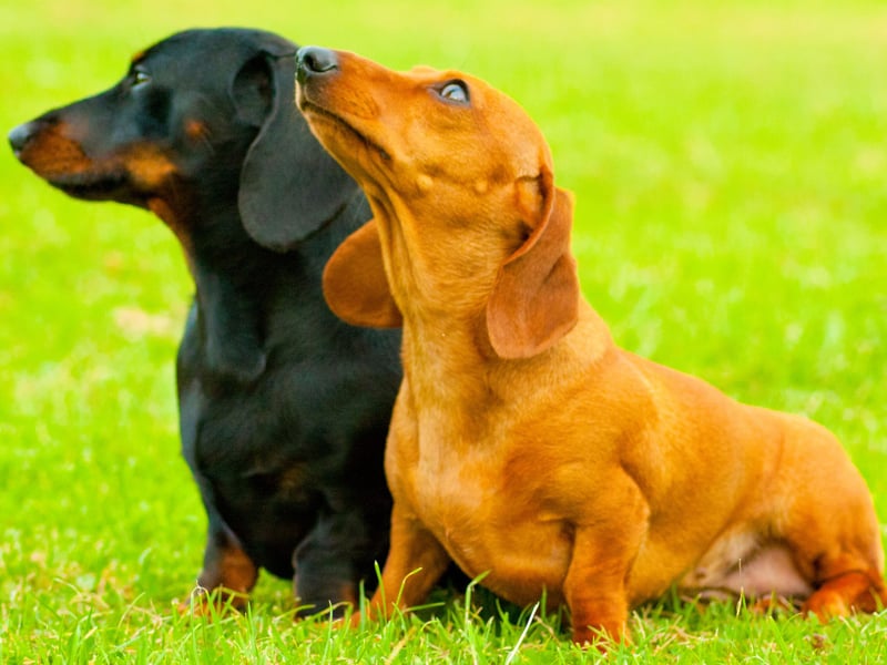 Digby was famously the biggest dog in the world, but it's still a top name for owners of tiny sausage dogs.