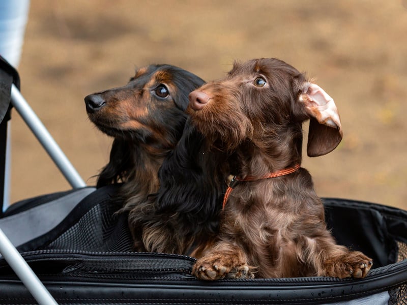 The next most popular Dachshund moniker is Frank. It comes from the Latin name Francis and means 'free one'.