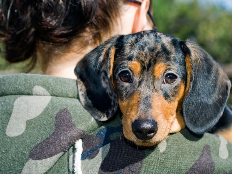 Another popular Dachshund name is Slinky - no doubt inspired by the canine character in the Toy Story films.