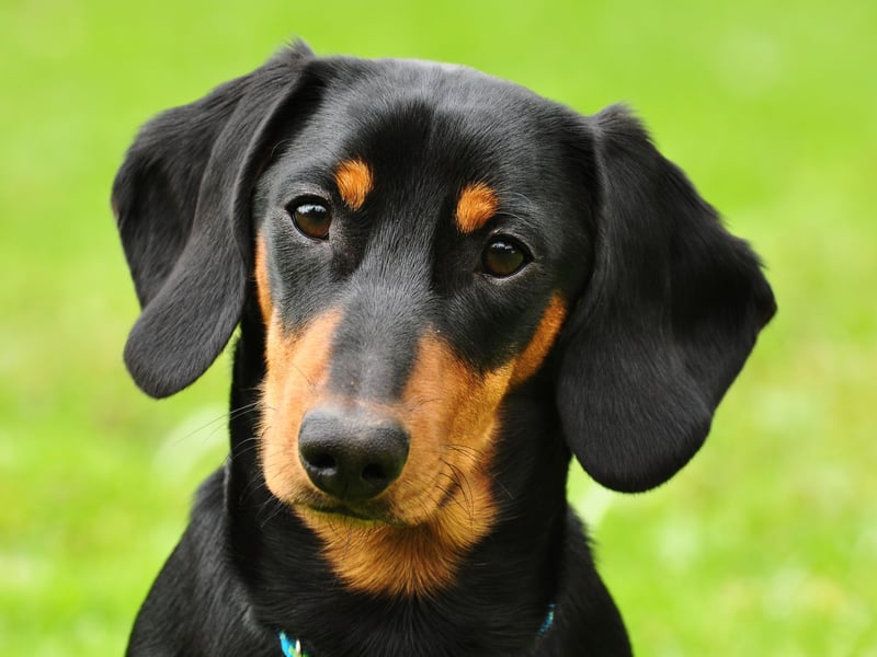 The most popular sausage dog name is Rollo. It means 'wolf' in old Norse, as well as being the name of a popular chocolate and caramel sweet.