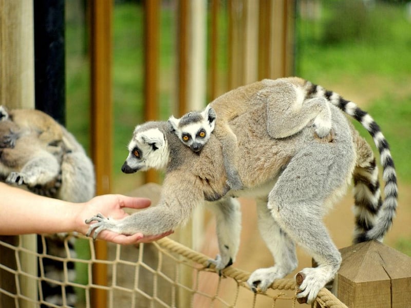 Discover exotic butterflies, birds, and mammals at Tropical Butterfly House near Sheffield. With lemurs, meerkats, and even dinosaur-themed play areas, it’s a great mix of wildlife and adventure. 📍Woodsetts Road, Sheffield S25 4EQ