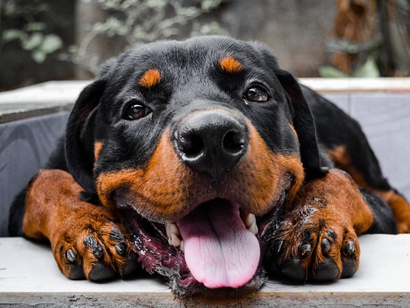 A mixture of obedience and keen instinct makes the Rottweiler the ninth most intelligent dog breed. They are also very adaptive and make great guard dogs - as well as gentle and respectful family pets.