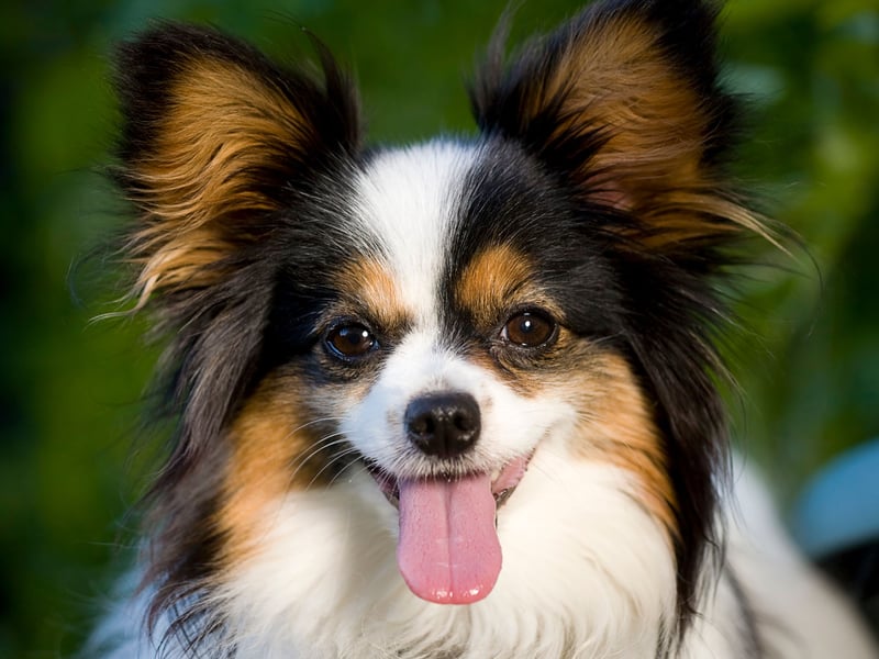 Large dogs have dominated the list so far - tending to be more intelligent than smaller breeds - but tiny dogs don't always have tiny brains. The tiny Papillon is proof of that, being the cleverest of the more diminuative pooches. They are responsive, obedient and are regularly take top spot in agility trials at dog shows.