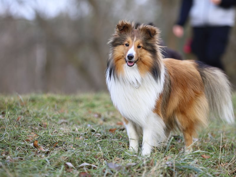 Like Border Collies, Shetland Sheepdogs are great at herding animals due to their extreme intelligence. They thrive on being given new things to learn - the more energetic the better. 