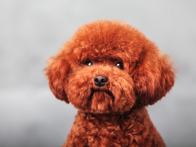 Don't let their curly hair, high-fashion looks and cute demeanor fool you - Poodles have a razor-sharp brain second only to the Border Collie. Whatever size you choose - Standard, Miniature and Toy - these furballs are hugely smart, making great service and therapy dogs.