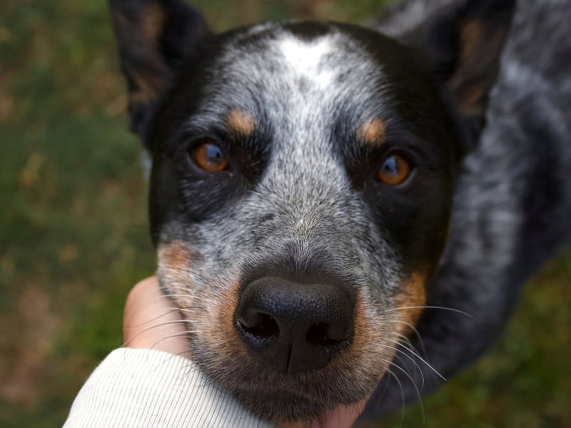 Still used today to herd animals on Outback ranches, the Australian Cattle Dog may not be a common site in Britain's parks but it has brains to spare. They respond particularly well to structured training, while also have an incredible ability to learn for themselves. They'll be running rings around you in no time.