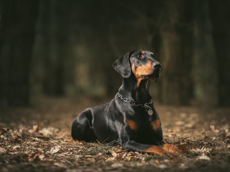 The Dobermann, or Doberman Pinscher, is the fifth smartest breed of dog in the world. They have a remarkable talent for gauging perceived threats, which makes them a great guard dog - particularly since they are also very loyal and protective towards their home and owner.