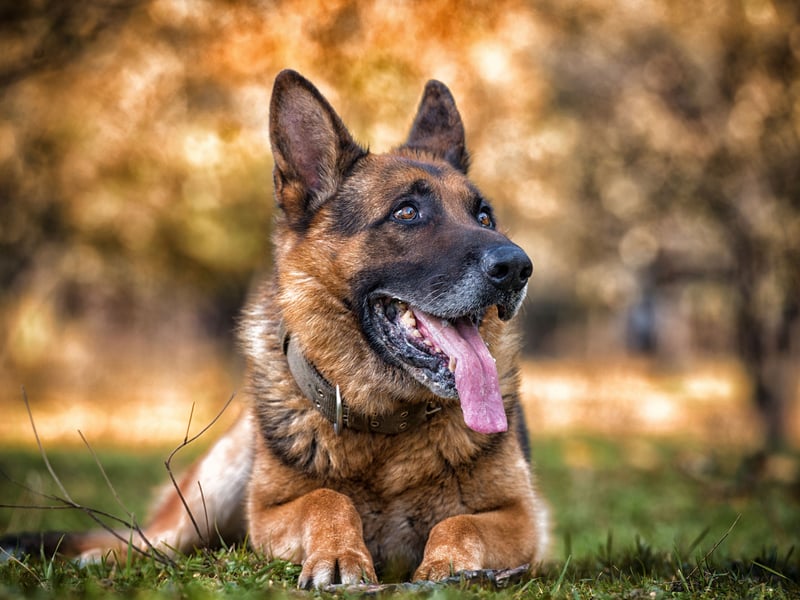 Used for everything from drug detection to sniffing out explosives - by everybody from the army to the police - the German Shepherd is another breed in the top tier of canine intelligence. These bright sparks can understanding a new command after only five repetitions and following the command at least 95 per cent of the time. The other five per cent of the time? The command is probably the wrong one.