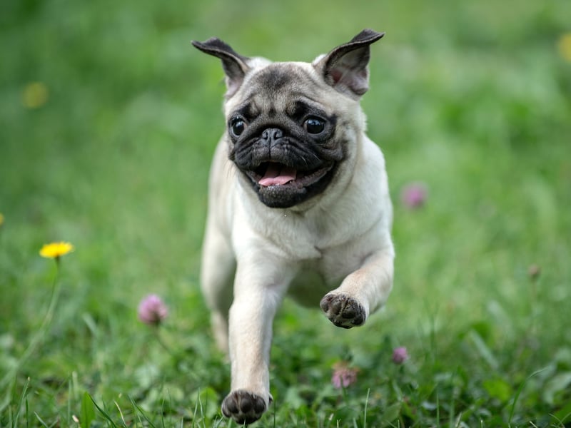 Biting simply isn't in a Pug's nature, prefering to be vocal rather than nibbling. These adorable pooches are more likely to deafen you with barking than snap.
