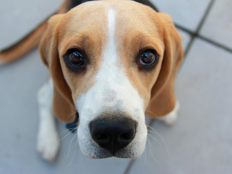 The Beagle is a classic example of a dog breed that isn't necessarily the most obedient of breeds but is still unlikely to bite. These mischievous hounds can be a nightmare to train, often try to escape and may get into numerous scrapes and adventures. They have an utter lack of malice though, meaning your favourite pair of shoes are at more risk than any person they meet.