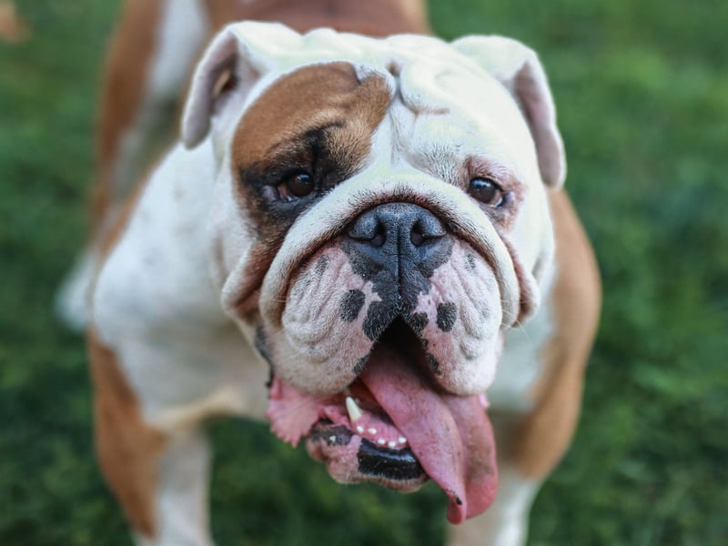 The Bulldog may look a bit grumpy with that adorable wrinkly face, but a mixture of gentleness and extreme laziness means that it's a dog whose bark is worse than its bite - and it doesn't even bark very much. Licking and drooling though? Guilty as charged.