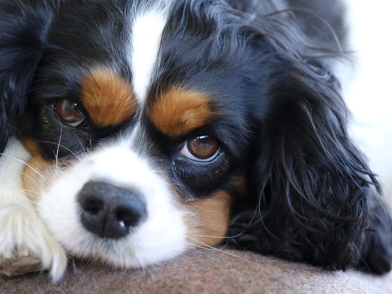 When it comes to the Cavalier King Charles Spaniel, the main motivation is an overriding eagerness to please its owners. Even if one of these beautiful dogs does have a wee nip, when it realises it has displeased its owners, it's unlikely to do it again because it will feel so guilty about it.