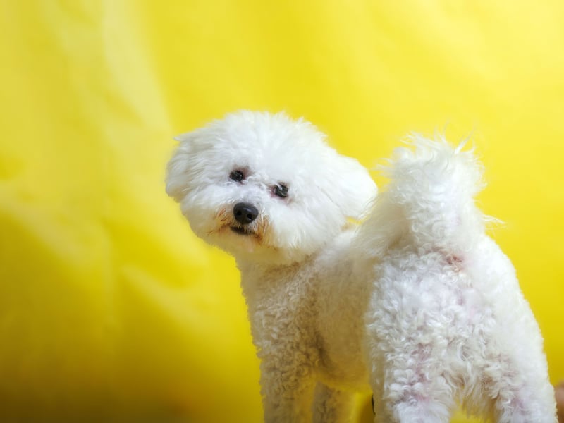 A surprising number of the so-called lapdog breeds of small dog have a nipping problem, but not the Bichon Frise. The only damage they threaten to do it to cut off the circulation in your legs from cuddling up on top of you for too long.
