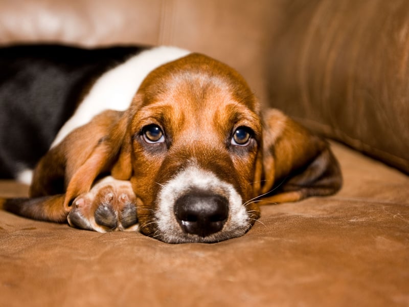 Biting takes energy, and if there is one dog that loves to preserve energy wherever possible it's the chilled Basset Hound. These dogs love to follow a scent trail, but their noses are way more active than their jaws.
