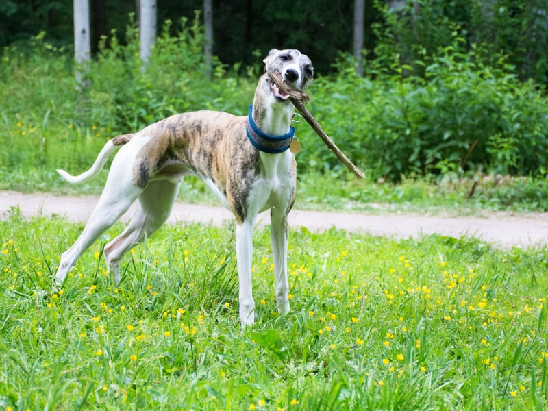 Academic studies into how aggressive certain breeds of dog are regularly find that the Whippet is one of the most passive pups - and one of the laziest. They need to be vigorously exercised once a day but otherwise will be unlikely to bother lifting their head off the couch, never mind attempting to bite somebody.
