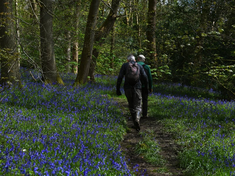 Walkers walk through the bluebells in Middleton Woods in Ilkley
