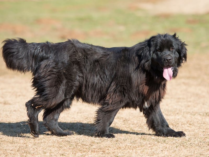 Another dog whose huge size can cause hip problems os the enormous Newfoundland. Over-exercising a dog, allowing them to jump from excessive heights and skidding on slippery surfaces are all factors that can aggravate hip dysplasia.