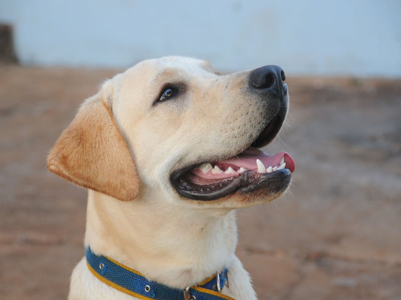 A combination of a large frame, genetic predisposition and weight distribution mean that lovable Labrador Retrievers commonly develop hip dysplasia. Symptoms of the condition include walking with a limp, lack of interest in exercise, reluctance to climb stairs, and a clicking sound when walking. It's not stopped them being the UK's - and the world's - favourite breed of dog.