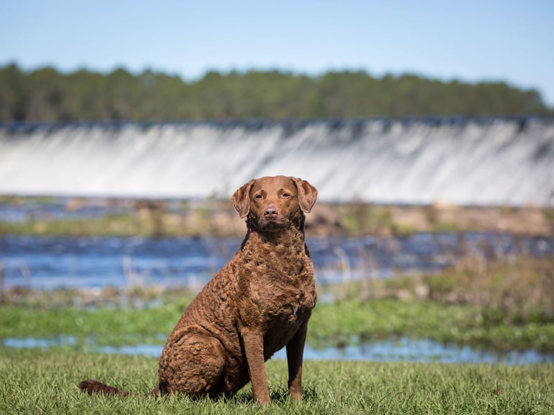 Breeds that grow particularly quickly are more likely to develop joint issues, including hip dysplasia - something that is the case for the the lovable and curly-haired Chesapeake Bay Retriever.
