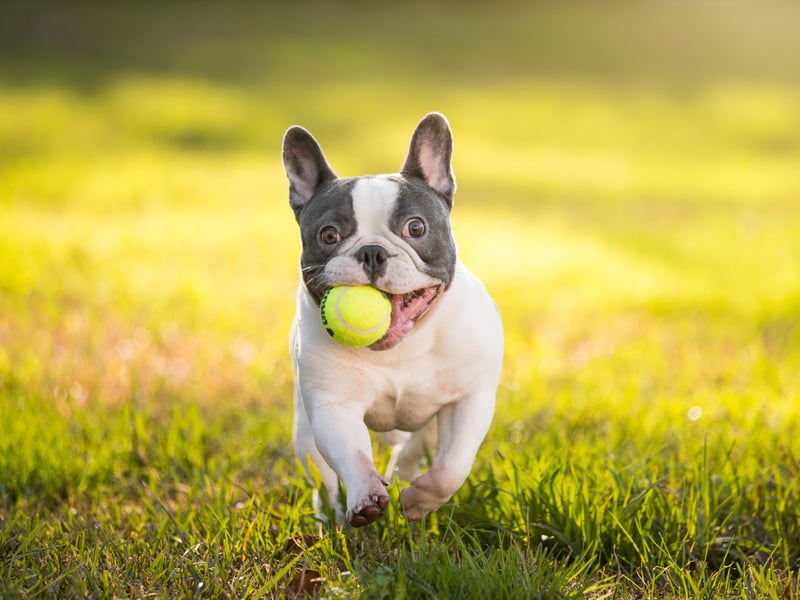 Sadly selective breeding has made the French Bulldog susceptible to a variety of physical conditions, including hip dysplasia. Responsible breeders will do all they can to better the bloodlines of their breeds, making their puppies less likely to develop problems.