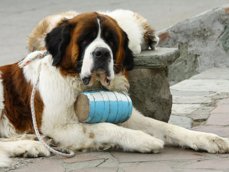 The Saint Bernard is prone to a range of joint degenerative disorders due to its huge size - being that heavy is guaranteed to put strain on the doggy joints. Keeping a dog at a healthy weight is one of the best ways to minimise the risk of developing such issues.