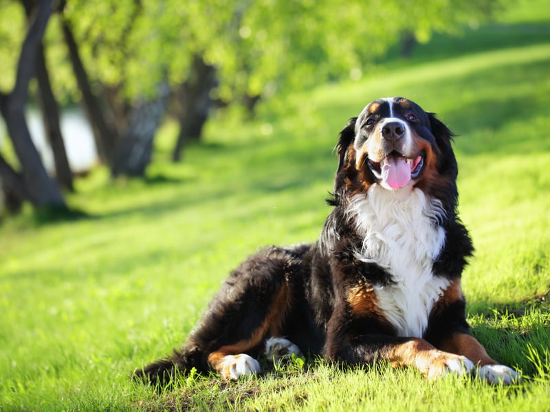 There are no prizes for guessing why the Bernese Mountain Dog often suffers from hip dysplasia - it's another breed whose huge size puts enormous strain on their joints. It's thought that around 28 per cent of Berners will develop the condition at some point in their lives.