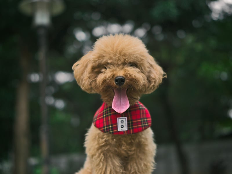 Poodles can display the first signs of hip dysplasia at just five months old, but generally develop the condition later in life. It's important to stop them from exercising too much when they're young to minimise the chances of them developing it. Standard Poodles are more likely to be impacted than the Miniature or Toy versions.