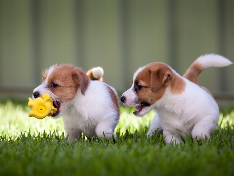 The Jack Russell Terrier was the longest living breed that the study looked at - with an average age of 12.72 years. The cheery wee dogs were originally bred for fox hunting in North Devon.