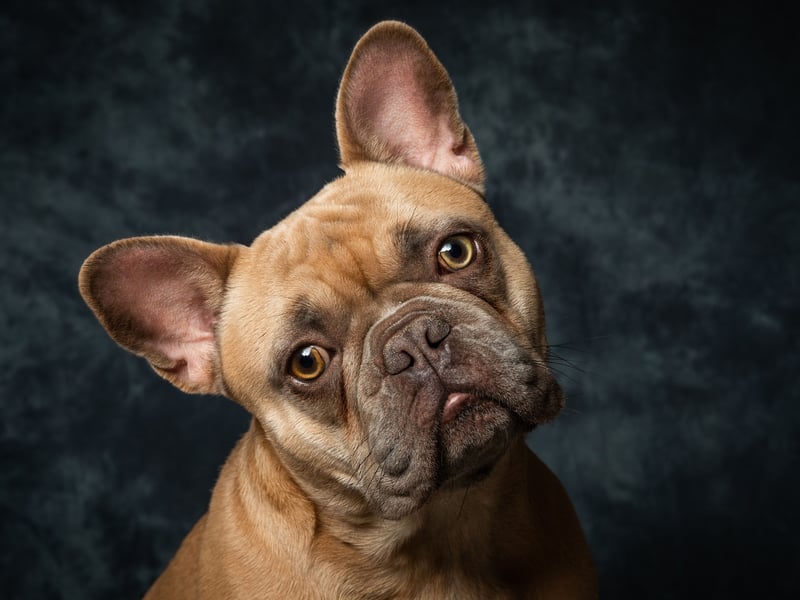 The French Bulldog has seen a huge surge in popularity in recent years - challenging the Labrador for the number one spot - but they also have the shortest lifespan according to the research, averaging just 4.53 years.