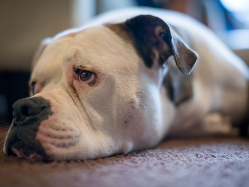 All four of the dog breeds that have the shortest lifespans, starting with the American Bulldog, are brachycephalic (flat-faced). The lower life expectancies are associated with the animals suffering from several conditions, including breathing problems and spinal disease. The American Bulldog lives for an average of 7.79 years.